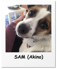 SAM (Akino)