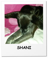 SHANI