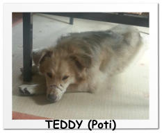TEDDY (Poti)