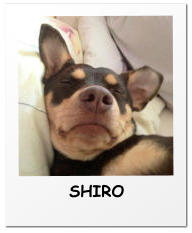 SHIRO