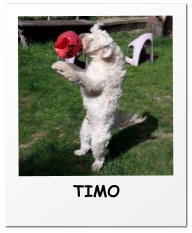 TIMO