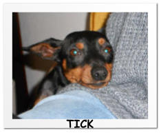 TICK