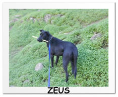 ZEUS