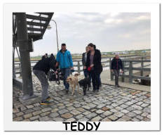 TEDDY