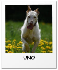 UNO