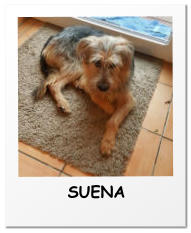 SUENA