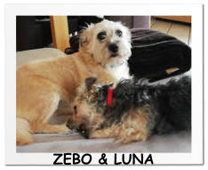 ZEBO & LUNA