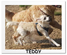 TEDDY